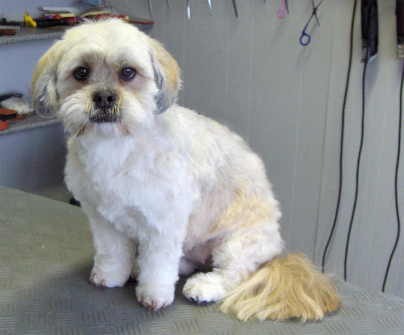 lhasa apso bamseklip